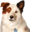 crap-avx.pages.dev favicon